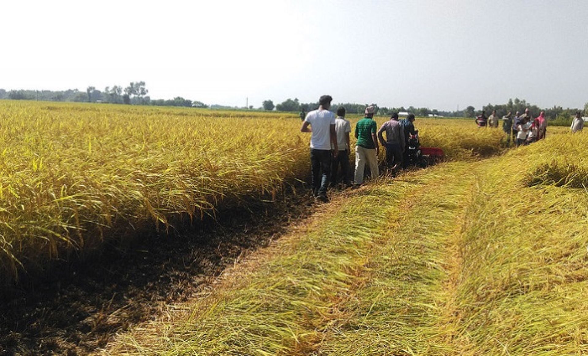 कञ्चनपुरमा चैते धानखेतीको आकर्षण बढ्दै